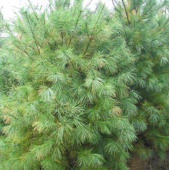 Pine, White Pine