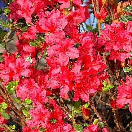 Azalea, Hino Crimson Azalea