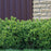 Boxwood, NewGen™ Freedom® Boxwood