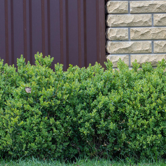 Boxwood, NewGen™ Freedom® Boxwood