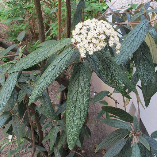Viburnum, Leatherleaf Viburnum