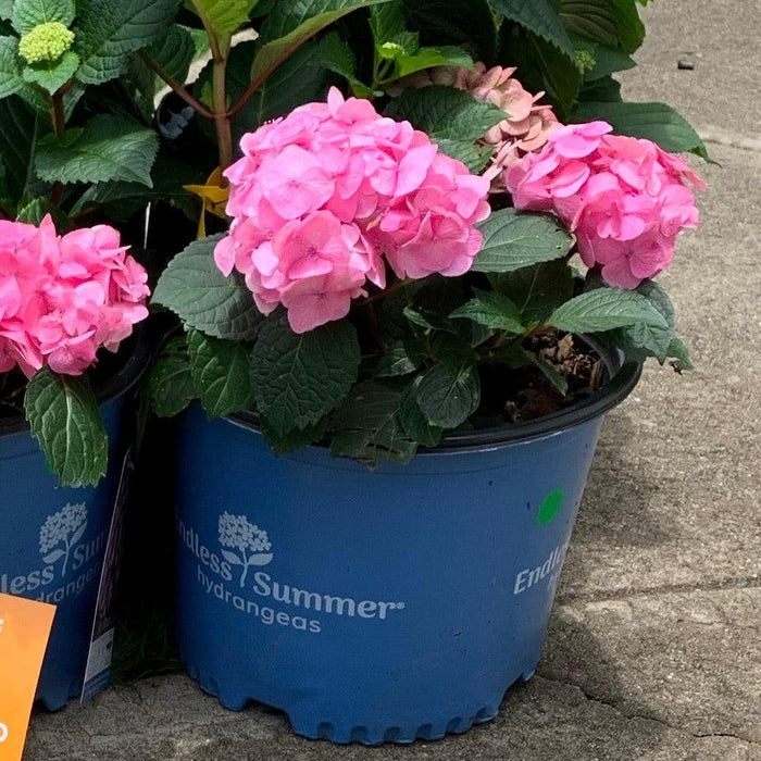 Hydrangea, Endless Summer® Bloomstruck® Hydrangea