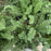 Yarrow, Firefly Sunshine Yarrow