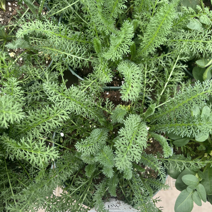 Yarrow, Firefly Sunshine Yarrow