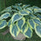 Hosta, Blue Ivory Hosta
