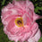 Peony, First Arrival Itoh Peony