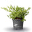 Boxwood, BetterBoxwood® Babylon Beauty™ Boxwood