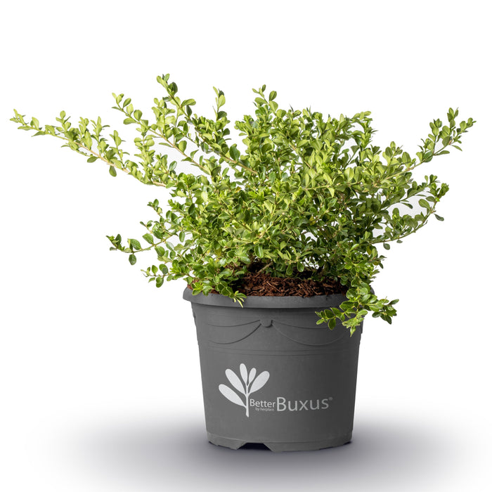 Boxwood, BetterBoxwood® Babylon Beauty™ Boxwood