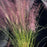 Grass, Pink Muhly Grass