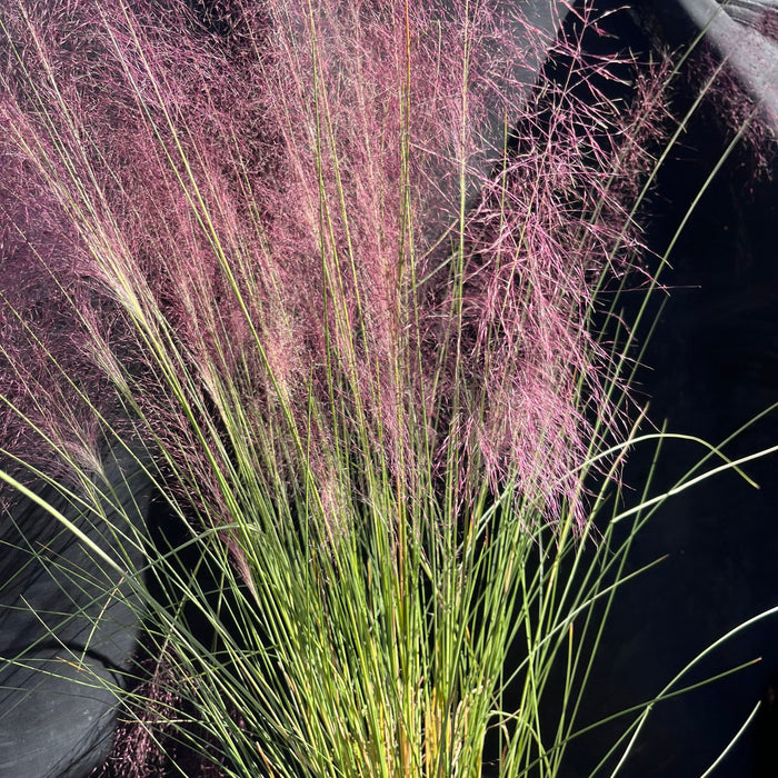Grass, Pink Muhly Grass