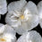 Hibiscus, White Chiffon® Rose of Sharon