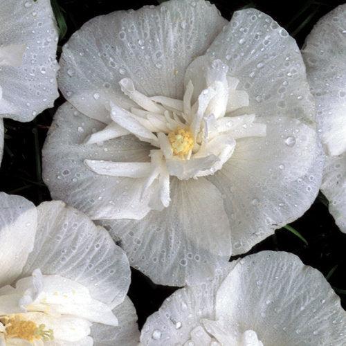 Hibiscus, White Chiffon® Rose of Sharon