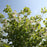 Dogwood, Cloud Nine Dogwood