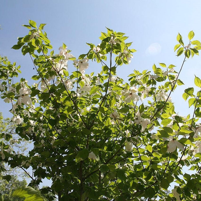 Dogwood, Cloud Nine Dogwood