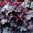 Coral Bells, Northern Exposure™ Black Heuchera