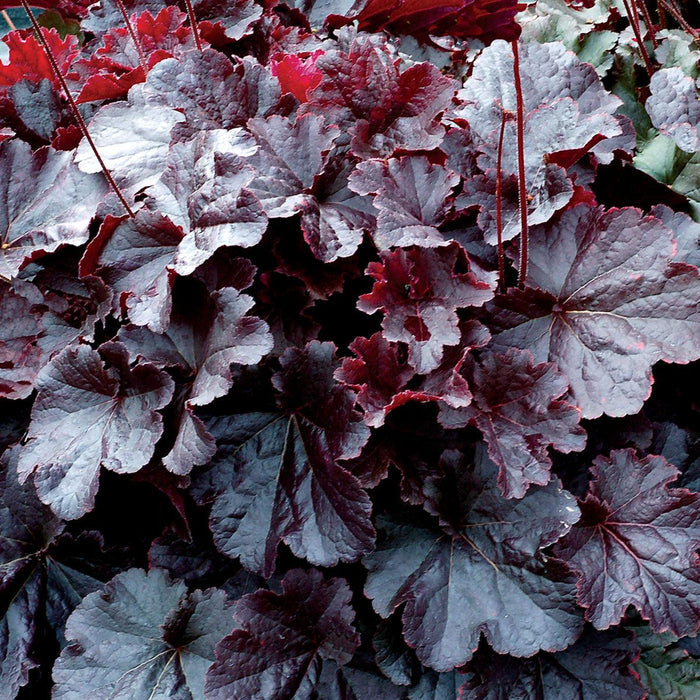 Coral Bells, Northern Exposure™ Black Heuchera