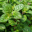 Mint, Berries & Cream™ Peppermint