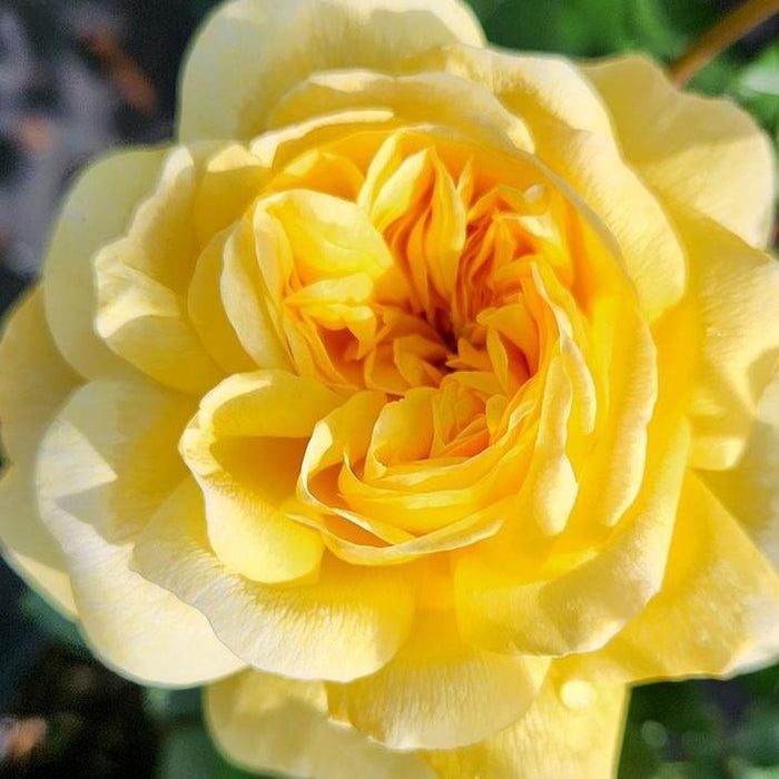Rose, The Poet's Wife Rose