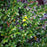 Holly, Green Luster Holly
