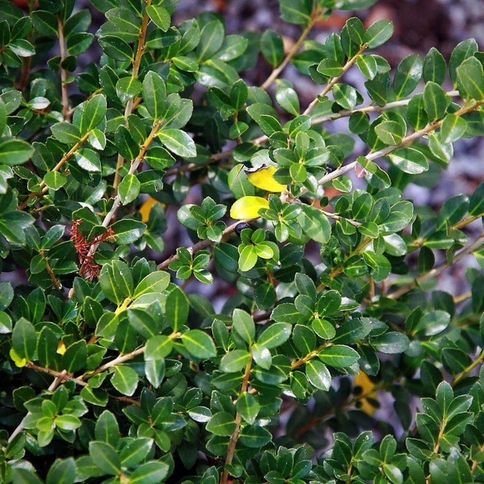 Holly, Green Luster Holly
