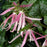 Bellflower, Pink Octopus Bellflower