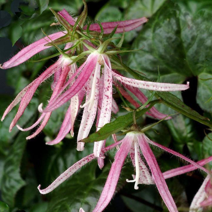 Bellflower, Pink Octopus Bellflower