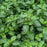 Oregano, Supreme Oregano