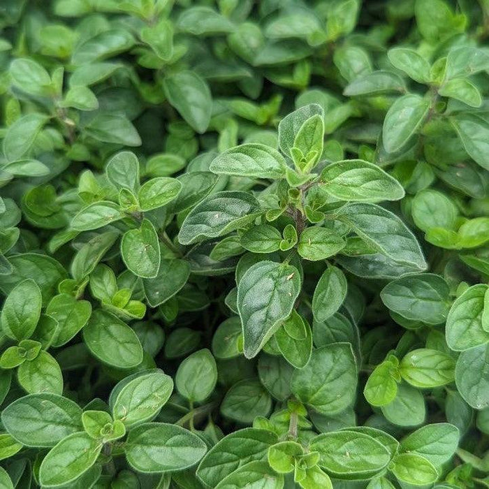 Oregano, Supreme Oregano