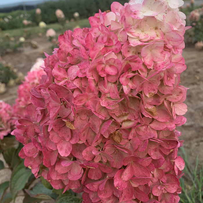 Hydrangea, Magical® Ruby Snow Hydrangea