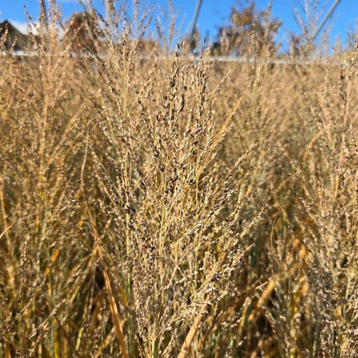 Grass, Smoking Gun Switch Grass