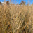 Grass, Smoking Gun Switch Grass