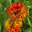 Black Eyed Susan, Solar Sisters™ Black-Eyed Susan