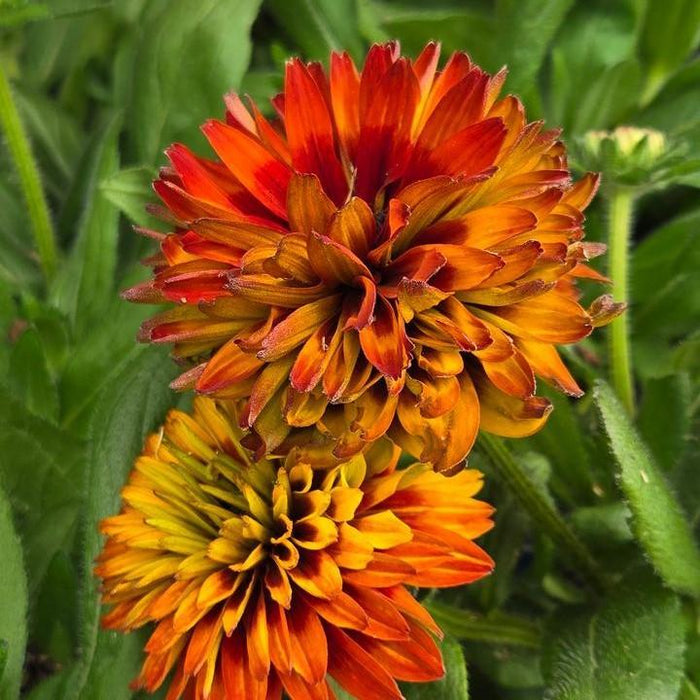 Black Eyed Susan, Solar Sisters™ Black-Eyed Susan