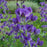 Baptisia, Blue False Indigo