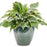 Hosta, PW® Shadowland® Hope Springs Eternal Hosta
