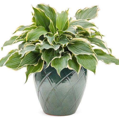Hosta, PW® Shadowland® Hope Springs Eternal Hosta