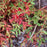 Blueberry, Burgundy Lowbush Blueberry