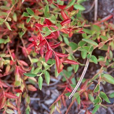 Blueberry, Burgundy Lowbush Blueberry