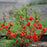 Flowering Quince, PW® Double Take™ Orange Flowering Quince