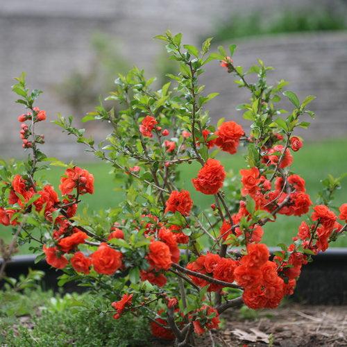 Flowering Quince, PW® Double Take™ Orange Flowering Quince