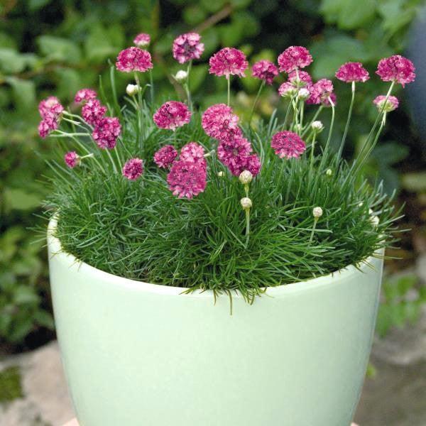 Thrift, Morning Star Deep Rose Sea Thrift