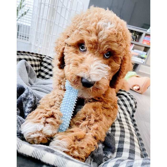 Nylabone Puppy Teething & Soothing Flexible Chew Dog Toy