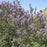 Lilac, Common Lilac