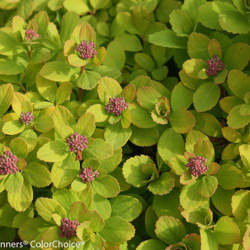 Spirea, Glow Girl® Birchleaf Spirea