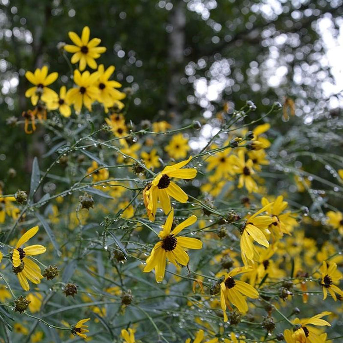 Tickseed, Gold Standard Tall Tickseed