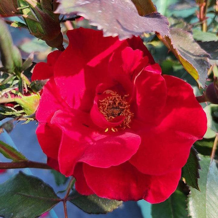 Rose, Miracle on the Hudson™ Rose