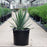 Yucca, Excalibur Yucca