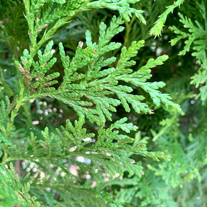 Arborvitae, Green Giant Arborvitae
