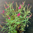 Butterfly Bush, Miss Molly Butterfly Bush