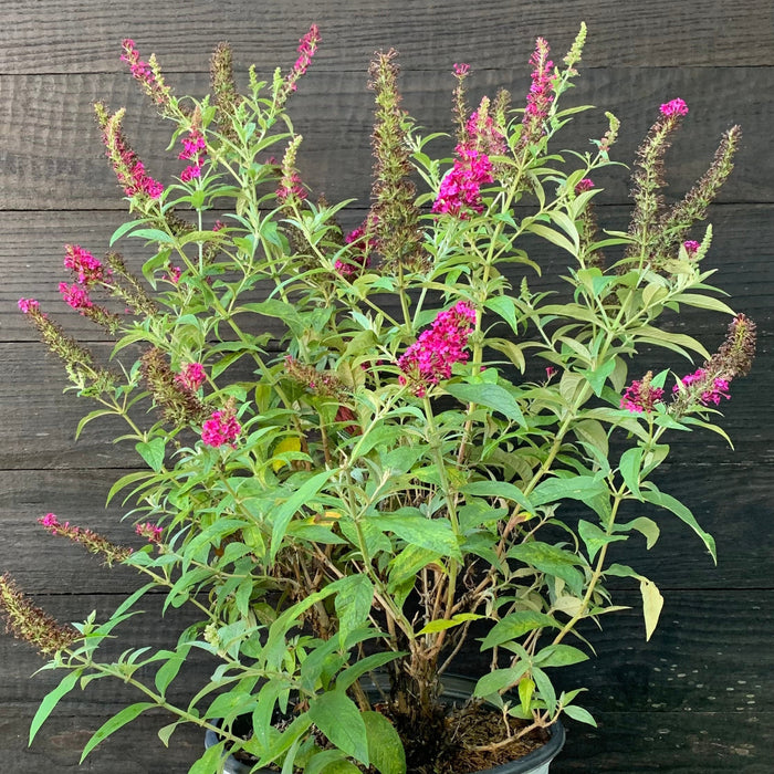 Butterfly Bush, Miss Molly Butterfly Bush